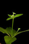 Licorice bedstraw